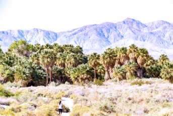Things to do in Palm Springs in March